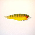 E. Puglisi Yellow &raquo; click to view more info