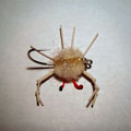 Calvo Crab &raquo; click to view more info