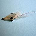 Mousan Shrimp &raquo; click to view more info